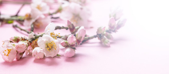 Almond blossoms bouquet on pink background, banner, closeup view