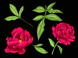 Vector Red Peony floral botanical flower. Red and green engraved ink art. Isolated peony illustration element.