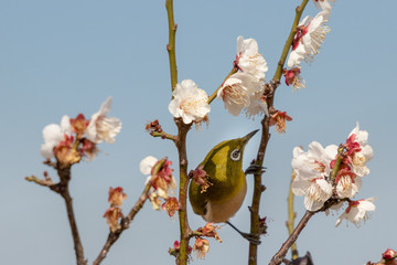 Plum blossoms and Japanese White-eye at Sumida Park, Taito Ward, Tokyo, Japan
