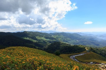 Fototapeta premium Beautiful mexican sunflower on the mountains in Thailand