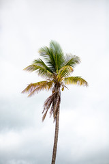 palm tree