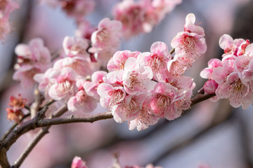 Fototapeta premium Plum blossoms at Sumida Park, Taito Ward, Tokyo, Japan
