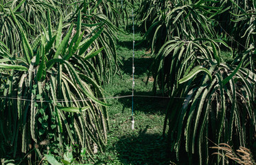 Plantation of dragon fruits not ready to harvest on the small local farm in Vietnam