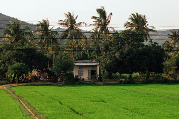 Farm house surrounded by palm trees and green rice fields