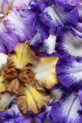 iris flower backgrounds