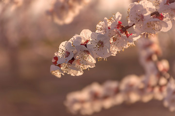 Branch of pink and white peach tree flowers on a natural background. Pink and soft fresh tones. Aitona landscape