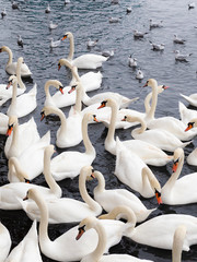 Obraz premium Plethora of white swans and seagulls on a lake