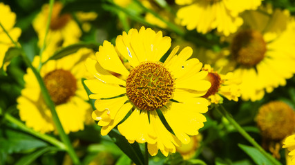 Common sneezeweed or Helenium autumnale yellow flowers close-up at flowerbed, selective focus, shallow DOF