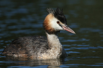 A stunning Great-crested Grebe (Podiceps cristatus) swimming in a river.	