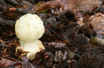 Mushroom or Fungi growing out of the forest floor in Essex, England.