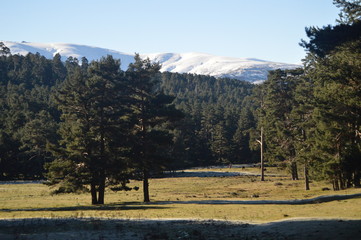Lovely Fir Forest With The Mountain Range Of Gredos Completely Snowfall To The Background. Nature, Travel, Landscapes. December 21, 2014. Sierra de Gredos, Navarredonda, Avila, Castilla Leon, Spain.