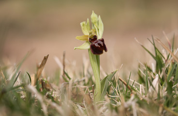 A pretty wild Early Spider Orchid (Ophrys sphegodes) (Formerly Ophrys aranifera) growing through the grass in the UK .