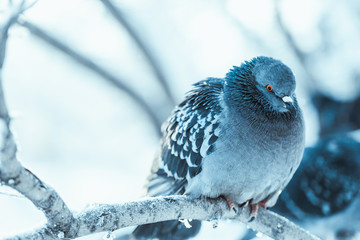 pigeons sitting hunched on a branch in the winter day