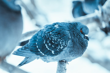 pigeon on the branch perched in the winter afternoon