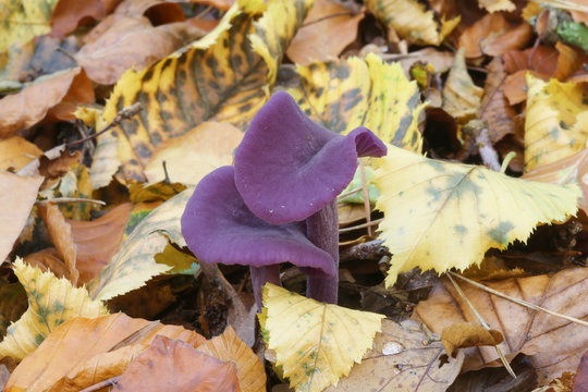 A pretty Amethyst Deceiver mushroom  (Laccaria amethystina)  growing out of the forest floor.