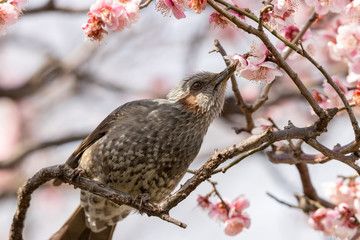 Plum flowers and brown ears of Sumida Park, Taito Ward, Tokyo, Japan