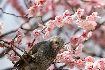 Plum flowers and brown ears of Sumida Park, Taito Ward, Tokyo, Japan