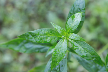 Andrographis paniculata tree plant herb 