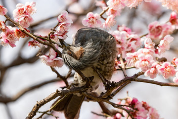 Plum flowers and brown ears of Sumida Park, Taito Ward, Tokyo, Japan