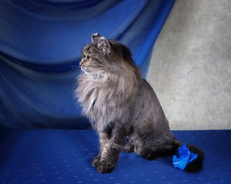Portrait very old cat with haircut