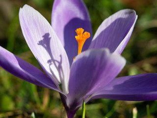  Purple crocus wild flower close up