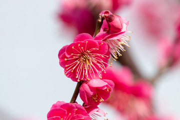 Plum blossoms at Sumida Park, Taito Ward, Tokyo, Japan