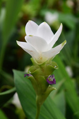 Obraz premium Siam Tulips flower on green background