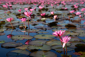 Lake of beautiful blooming pink lotus at Nong Han Lake national park, Udon Thani, Thailand