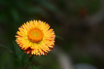 Beautiful yellow straw flower on green background