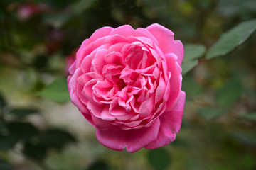 Pink rose flower on green leaf background