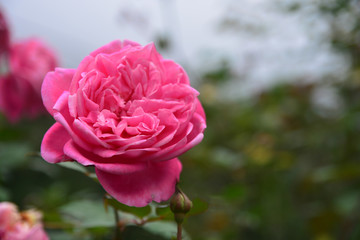 Pink rose flower on green leaf background