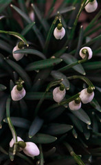 Galanthus nivalis, snowdrop flower close up. View from straight above and down. Early sign of spring. 