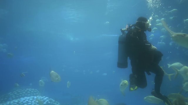 aquarium，Aquarium breeder,Devil fish