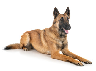 malinois in studio