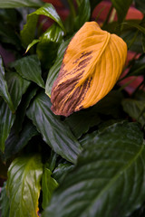Withered yellow leaf on home plant Spathiphyllum