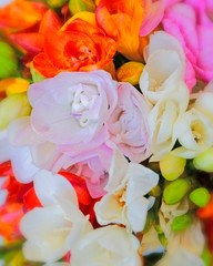 colorful freesia flowers top view, natural background