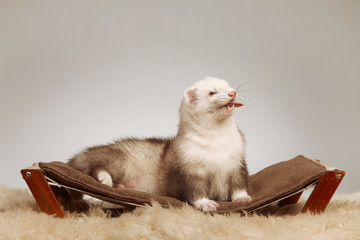 Pet and friend - Ferret portrait in studio