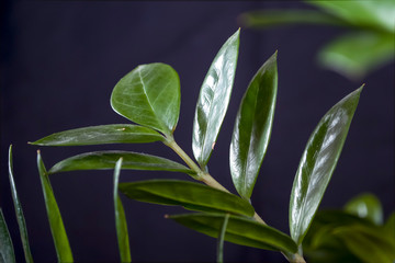 green fresh plants, leaves pattern