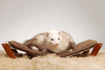 Champagne ferret male laying on sofa