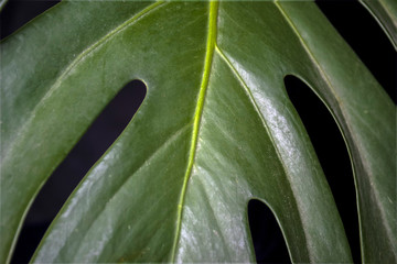 green fresh plants, leaves pattern