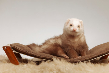 Champagne ferret male laying on sofa