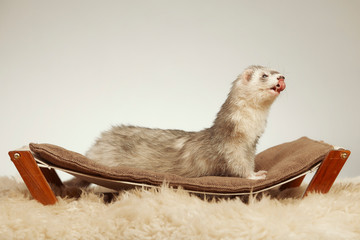 Pet and friend - Ferret portrait in studio