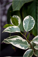 green fresh plants, leaves pattern