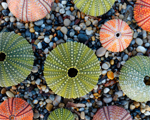 colorful sea urchins on wet pebble, natural pattern