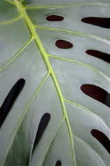 green fresh plants, leaves pattern