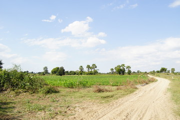 field of Myanmar