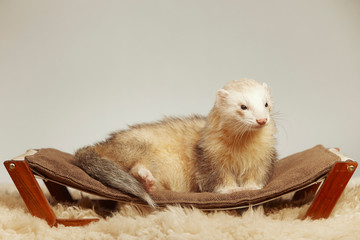 Pet and friend - Ferret portrait in studio