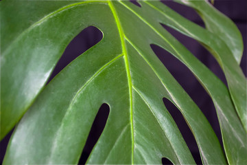 green fresh plants, leaves pattern