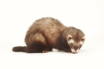Pet and friend - Ferret portrait in studio