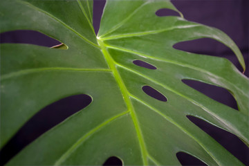 green fresh plants, leaves pattern